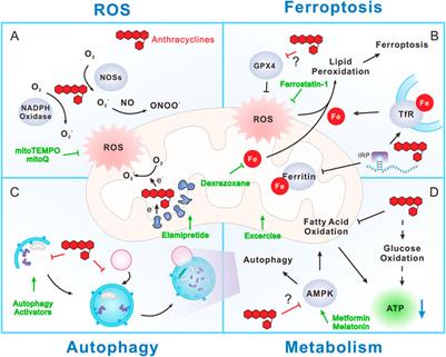 Understanding Anthracycline Cardiotoxicity From Mitochondrial Aspect